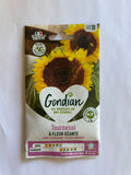 Tournesol à fleur géante