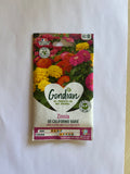 Zinnia de Californie varié