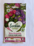 Reine Marguerite fleur de pivoine variée