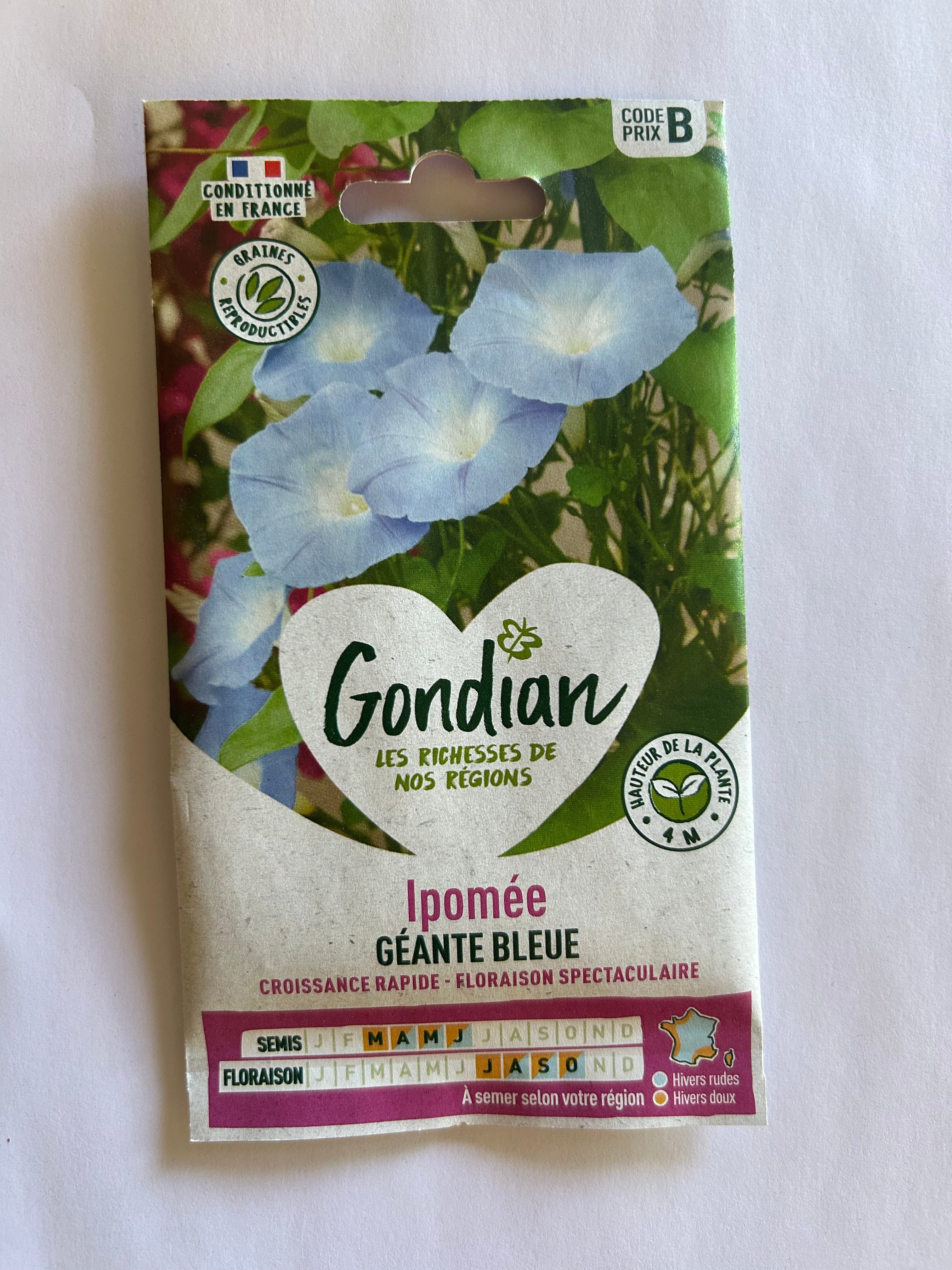 Ipomée géante bleu