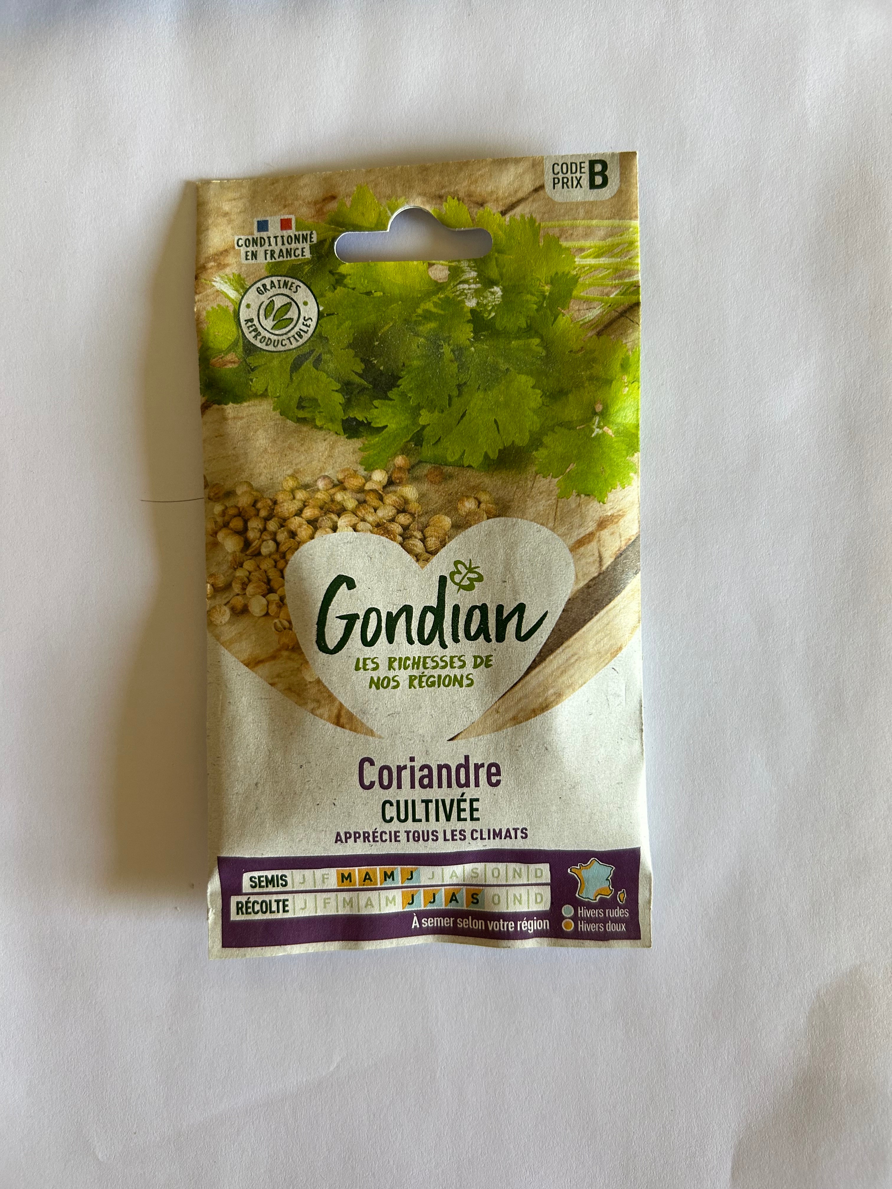 Coriandre